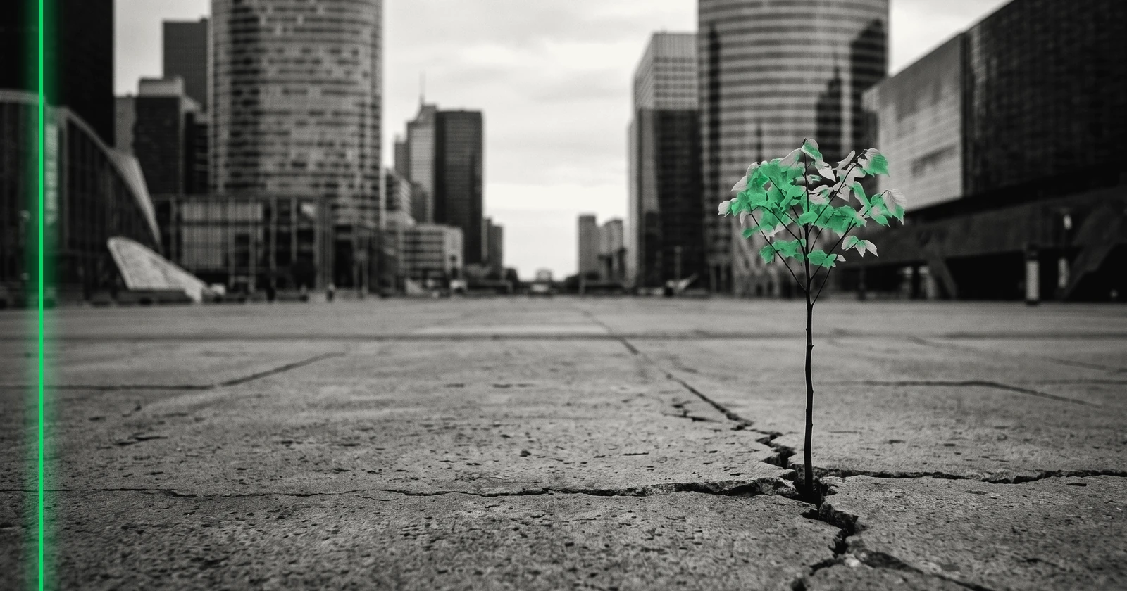 Un jeune arbre pousse à travers la dalle d'une esplanade de béton, au pied de tours de bureaux.