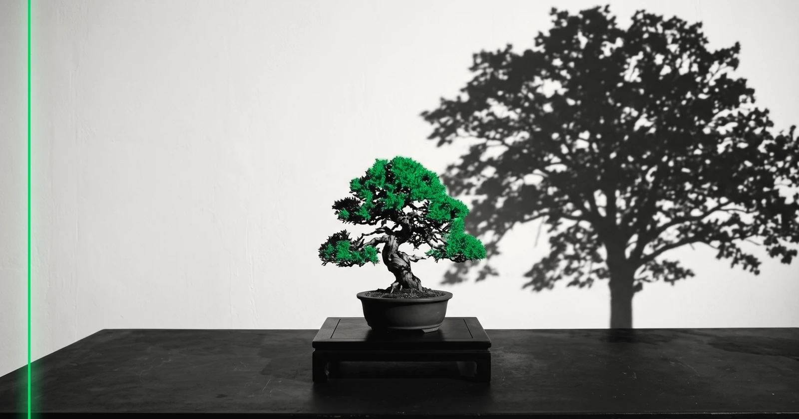 Un petit bonsaï sur un socle, l'ombre immense d'un grand arbre projetée sur le mur derrière lui.